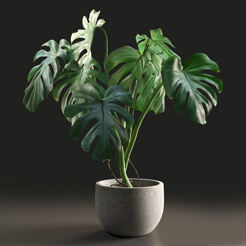盆栽装饰品摆件绿色龟背叶3D模型植物模型obj格式A1174