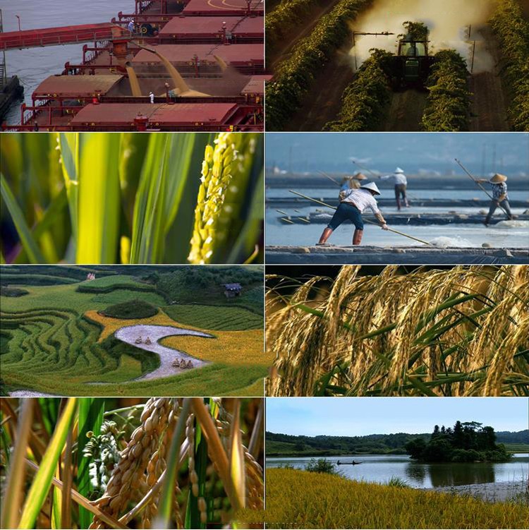 航拍新农村农业粮食丰收农民农耕收割水稻田蔬菜种植视频素材