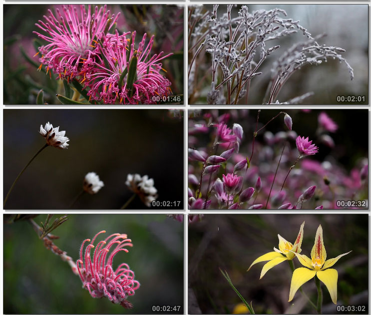唯美空镜头大自然植物春天万物复苏鲜花盛开高清实拍视频素材