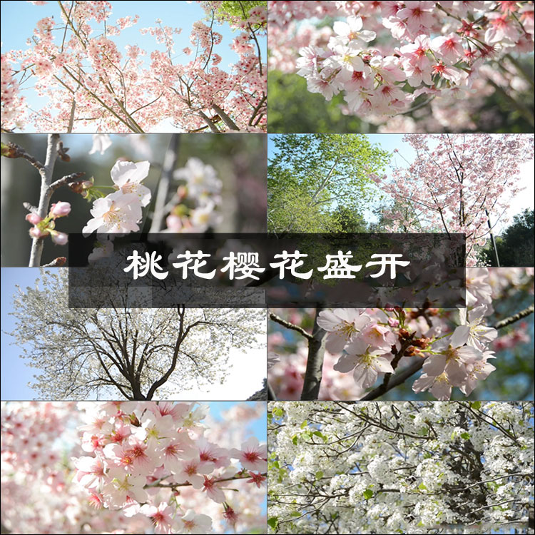 桃花樱花盛开春天花园花海花蕾开放枝头特写高清实拍视频素材