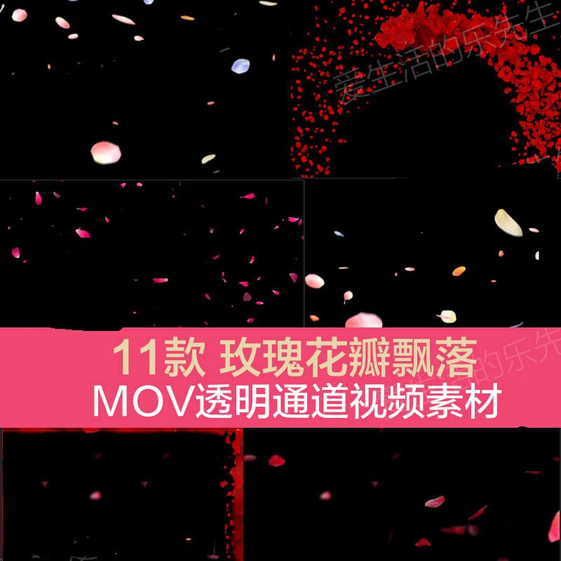 玫瑰花瓣飘落飞舞动态视频素材带MOV透明通道11款婚庆浪漫婚礼