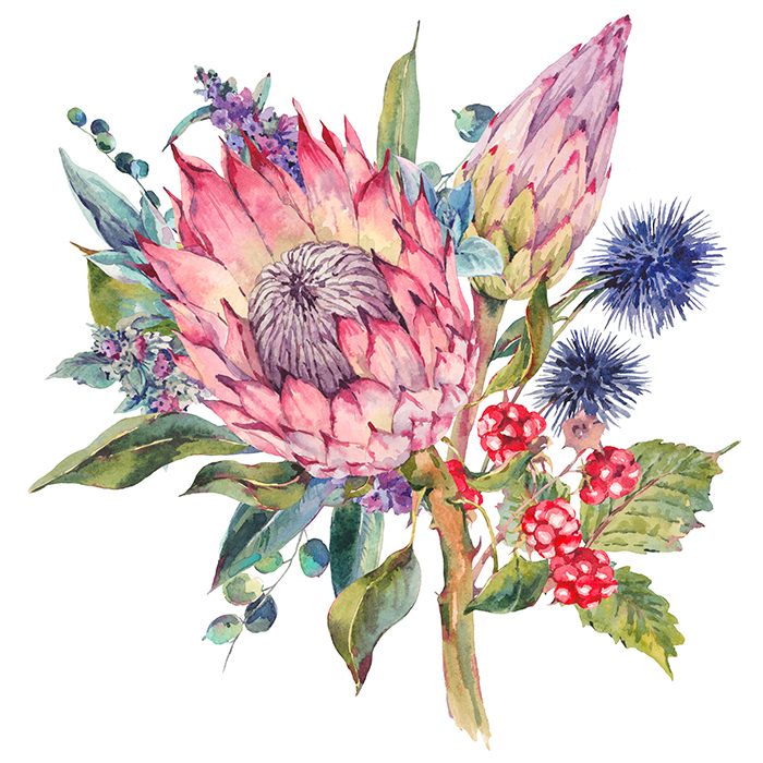 植物手绘 水彩月季花覆盆子薰衣草 唯美花环花卉图案设计参考